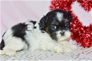 Oaklynn - puppy for sale