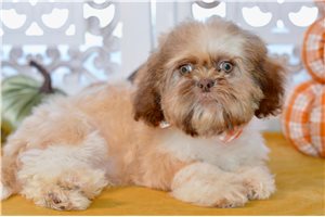 Vincent - Shih Tzu for sale