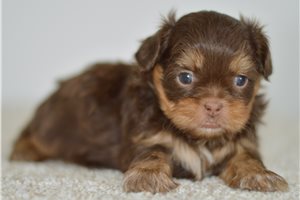 Judith - Shih Tzu for sale