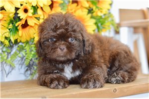 Zinnia - Shih Tzu for sale