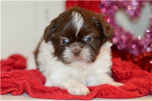 Basha - puppy for sale