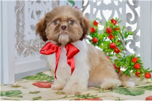 Vincent - Shih Tzu for sale
