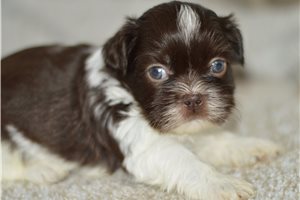 Champ - Shih Tzu for sale