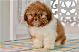 Vincent - Shih Tzu for sale
