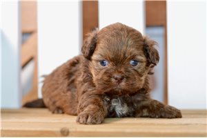 Vivian - puppy for sale