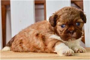 Victor - puppy for sale