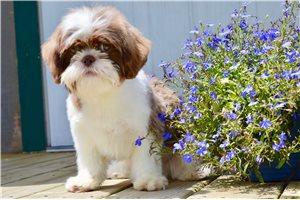 Bosco - puppy for sale