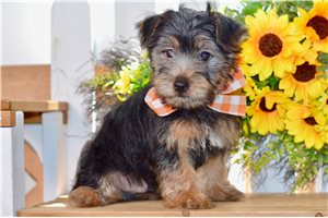 Gray - Silky Terrier for sale