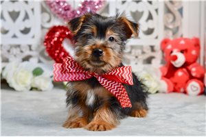 Finley - Silky Terrier for sale