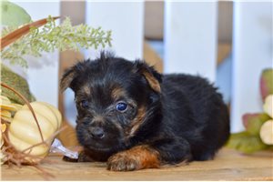 Sorrel, a Silky Terrier puppy