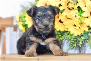 Gray - Silky Terrier for sale