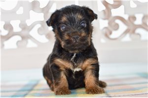 Gray - Silky Terrier for sale