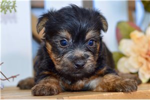 Spud, a Silky Terrier puppy