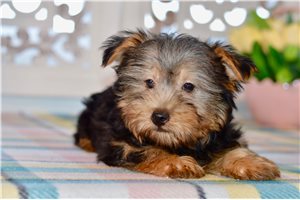 Mark - Silky Terrier for sale