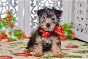 Gray - Silky Terrier for sale