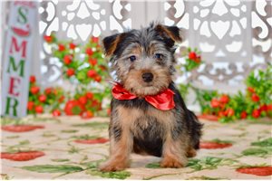 Grillo - Silky Terrier for sale