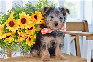 Grillo - Silky Terrier for sale