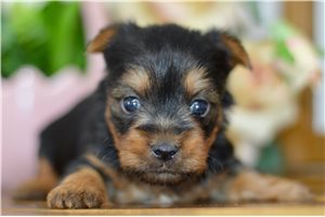 Nico - puppy for sale