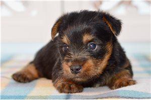 Grillo - Silky Terrier for sale