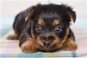 Gully - Silky Terrier for sale