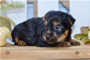 Sport - Silky Terrier for sale