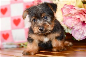 Felix - Silky Terrier for sale