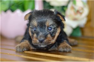 Mark - Silky Terrier for sale