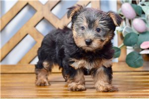 Mark - Silky Terrier for sale