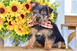 Gully - puppy for sale