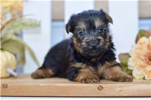 Spitzer, a Silky Terrier puppy