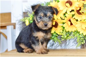 Grillo - Silky Terrier for sale