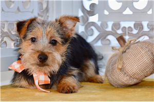 Gully - Silky Terrier for sale