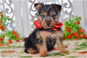 Gully - Silky Terrier for sale