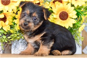 Gully - Silky Terrier for sale