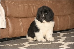 Hidalgo - puppy for sale