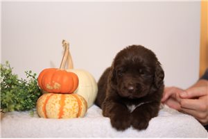 Hilo - puppy for sale