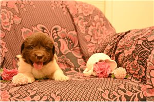 Helena - puppy for sale