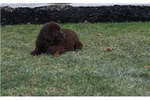 Henley - puppy for sale