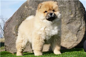 Grace - Chow Chow for sale