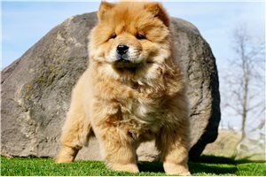 Jenny - Chow Chow for sale