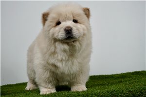 Anthony - Chow Chow for sale