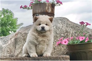 Herman - Chow Chow for sale