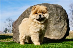 Jersey - Chow Chow for sale