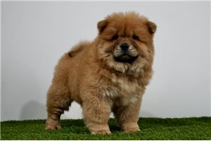 Guinevere - Chow Chow for sale