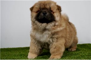 Asher - Chow Chow for sale