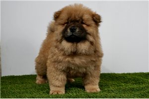 Gustav - Chow Chow for sale