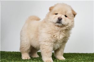 Grover - Chow Chow for sale