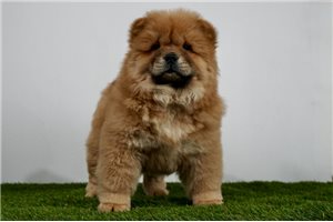 Ava - Chow Chow for sale