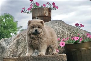 Henrietta - Chow Chow for sale