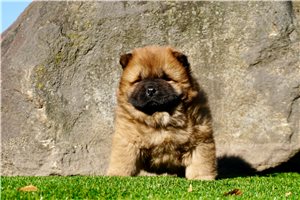 Aiden - Chow Chow for sale